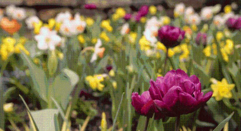 Jó időben lehet-e locsolkodni?