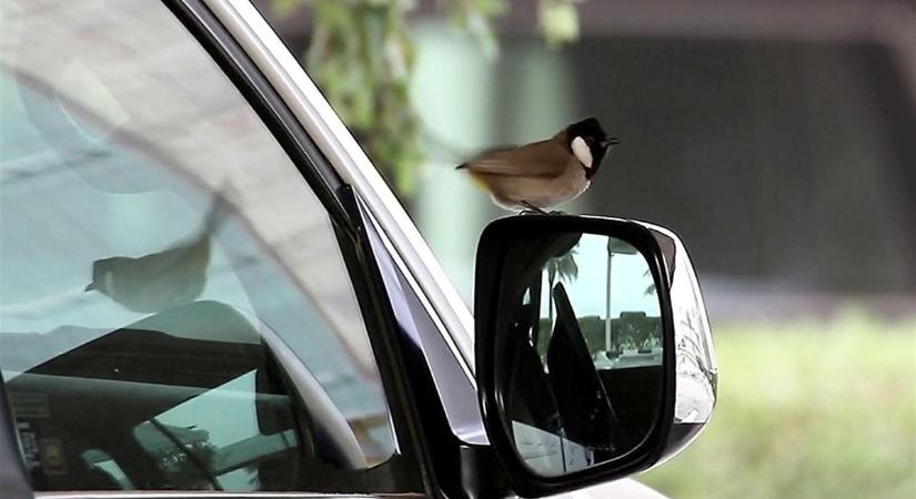 Őrület az utcákon: madarak támadnak az autókra (videóval)