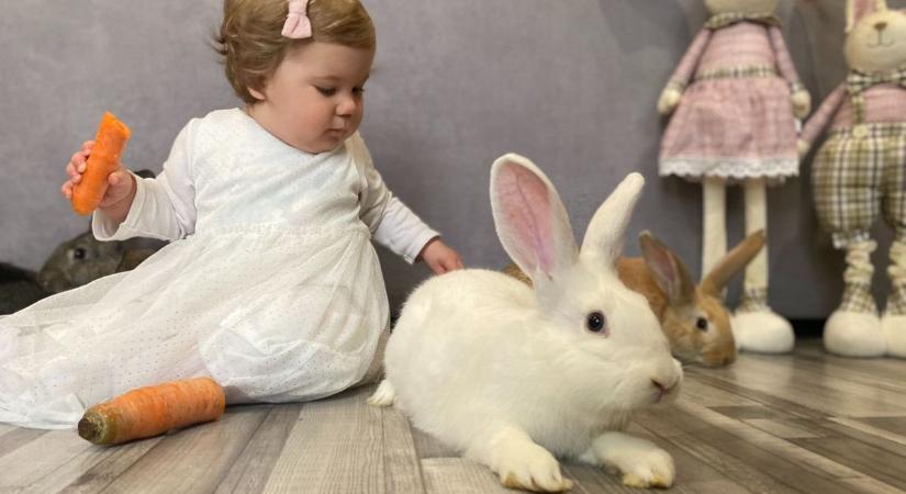 Százezrekbe is kerülhet ez a felelőtlen húsvéti ajándék