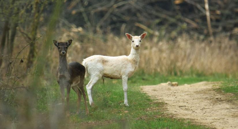 Újra felbukkant a fehér csodaszarvas Zalában – ezúttal nem volt egyedül