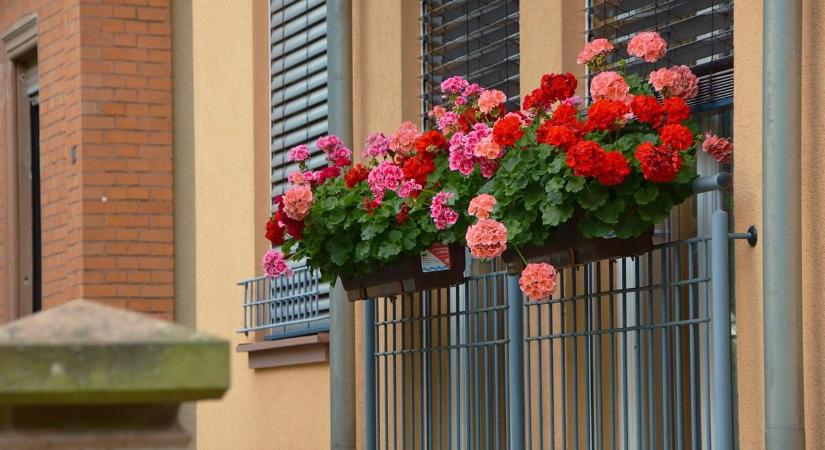 Ezt keverd a locsolóvízhez, a muskátlid elég hihetetlen módon ontja majd a virágokat