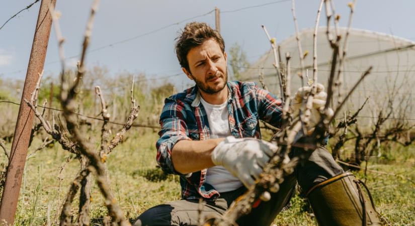 Rengetegen hibáznak a szőlő metszésekor: tudd meg, hogy kell helyesen