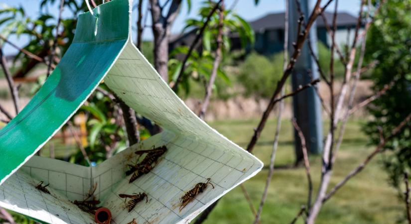 Mit, mikor és hova? Csapdák okos használata a növényvédelemben