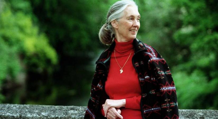 5 Jane Goodall-idézet, ami emlékeztet rá, miért érdemes még hinni a világban - Még nincs minden veszve