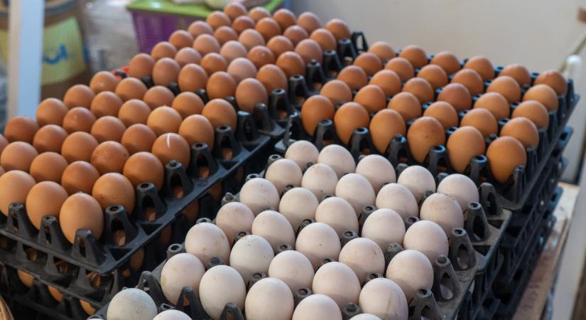 Ez a különbség a barna és a fehér tojások között