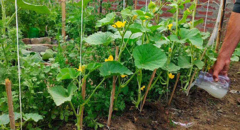 Kevesen tudják: az élesztő elképesztő dolgot művel a növényeiddel – így használd jól