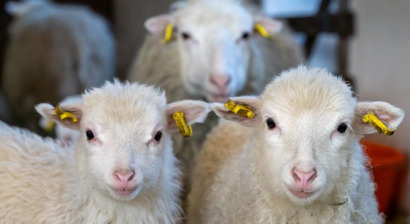 Viszik a magyar bárányt az olaszok, de máshol fizetik meg igazán