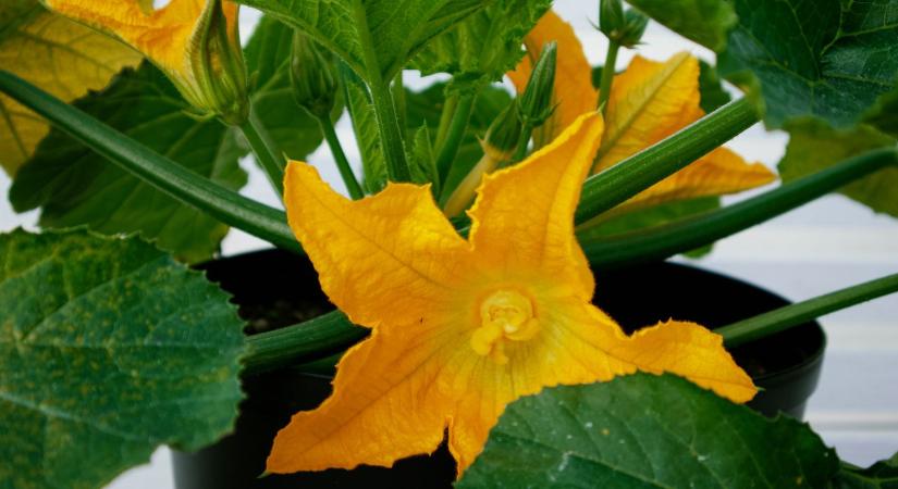 Cukkini vetése: mikor kezdheted el, hogy biztosan jól induljon?