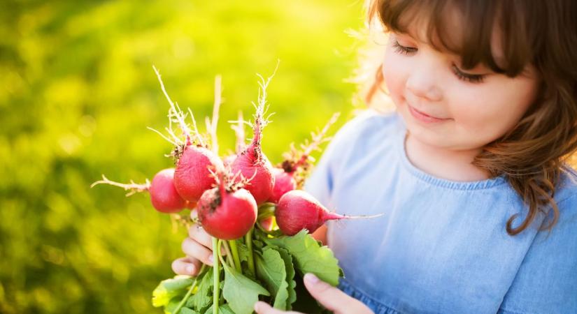 Hogyan csökkentsd a retek csípősségét? – 3 egyszerű trükk