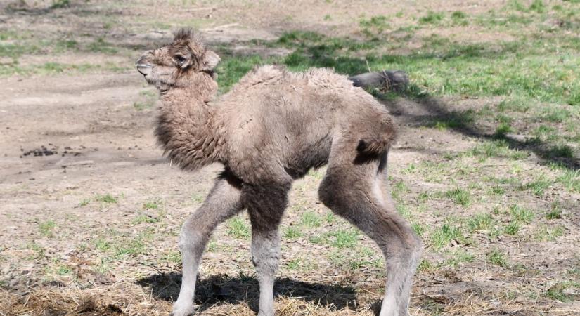 Teve született Miskolcon