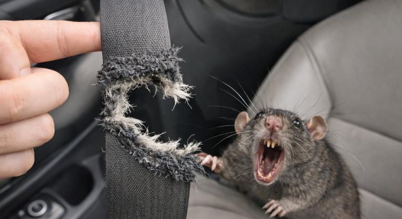 „Elrágta a patkány” a biztonsági övét, a rendőrök nem értékelték a kreatív csomót