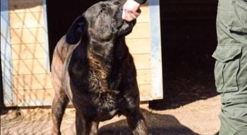 Könnyfakasztó történet: Spenser egy évtizede él a menhelyen, húsvétkor is szerető gazdáját várja