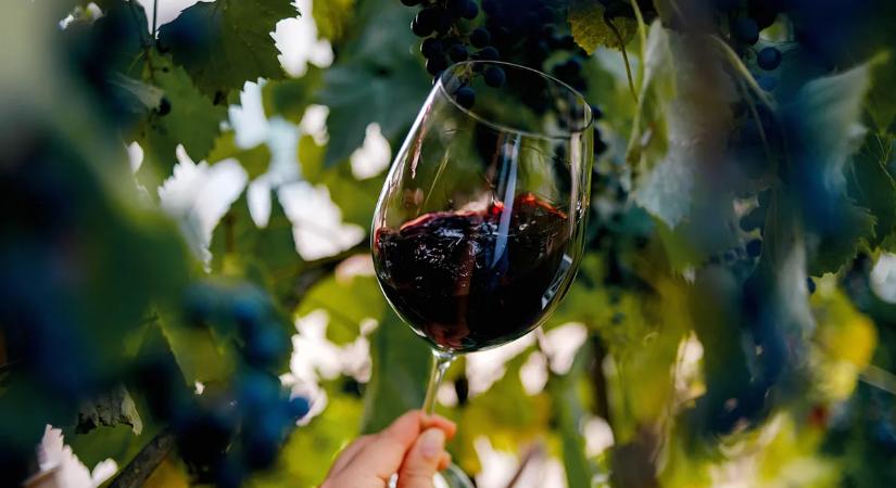 Ebben rejlik a legfinomabb hazai vörösbor ereje – elárulta titkát a győztes borászat