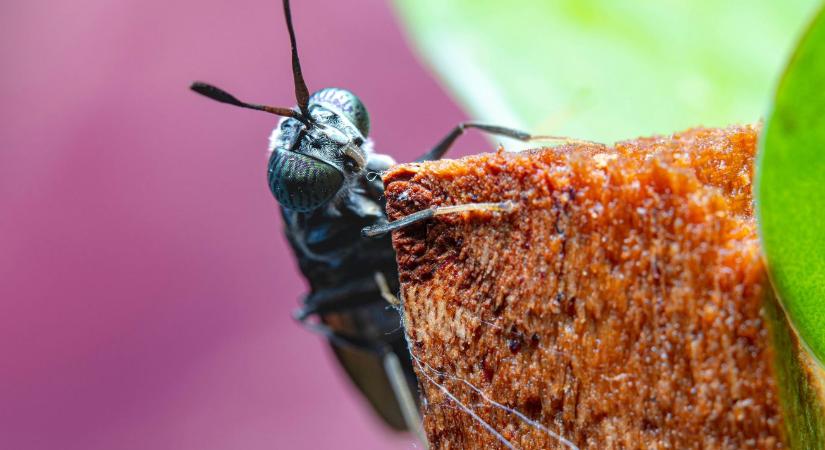 Iskolai menzákra küldenék a rovarfehérjét – ez mentheti meg az iparágat?