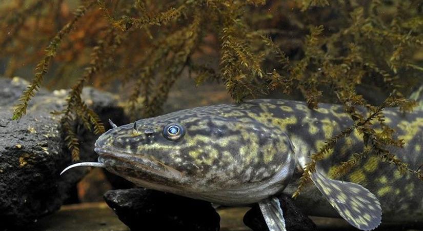 Tőkehalfélét telepítettek a Duna baranyai szakaszán