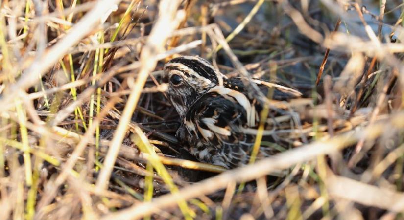 Szinte láthatatlan, mégis itt van: különleges madár tűnt fel a Kiskunságban