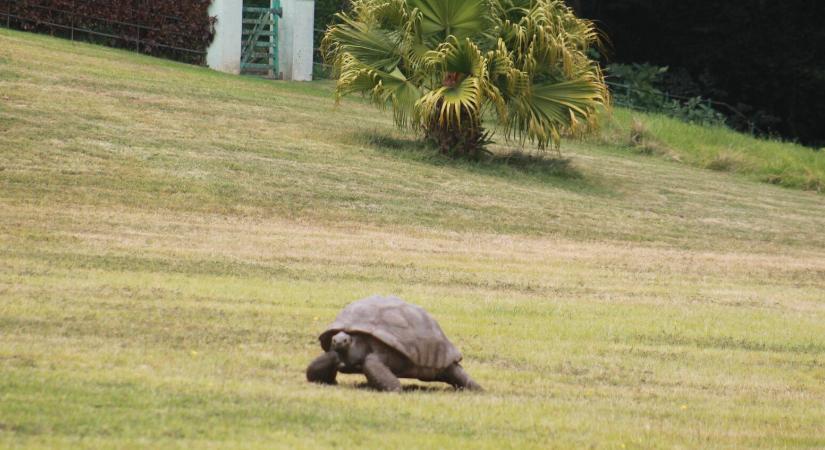 Végre fellép a kriptós csalások ellen az X platformja