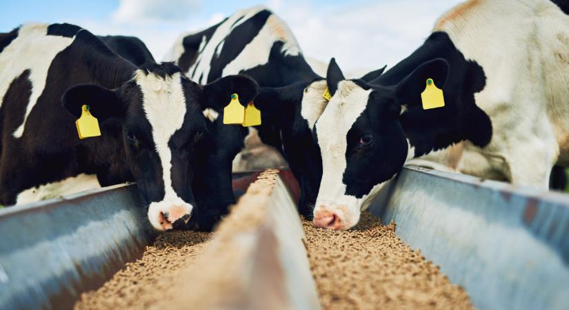 Tovább terjed a rettegett kór: rengeteg állatot kell leölni ebben a térségben