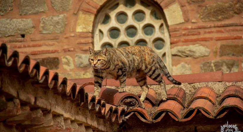 Különleges macskák lakják az isztambuli Topkapı Palotát: felbecsülhetetlen értékeket őriztek évszázadokig