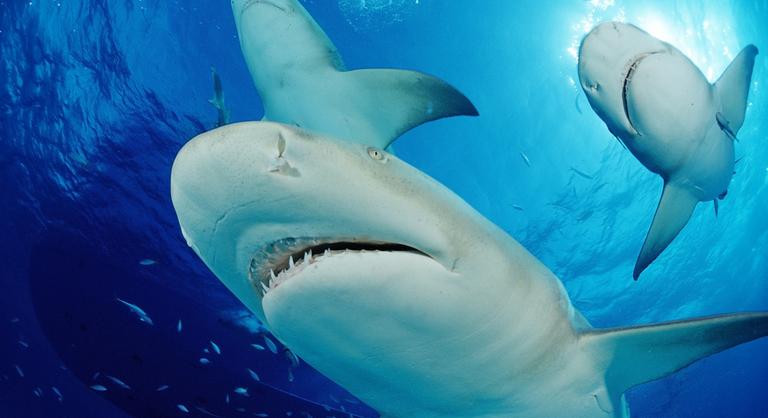 Bekokainoztak a cápák a Bahamákon?