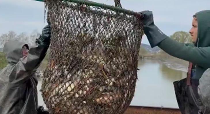 Húsz tonna ponty érkezett a Tisza-tóba 