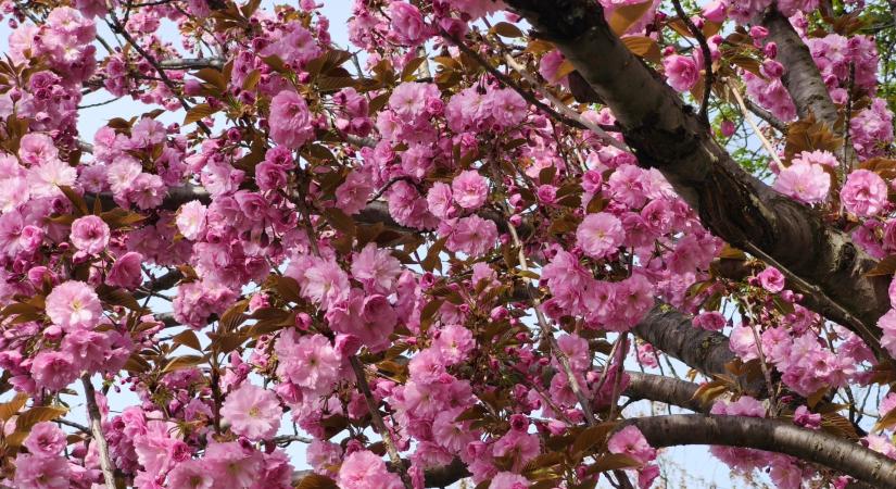 Virágait bontogatja a japáncseresznye