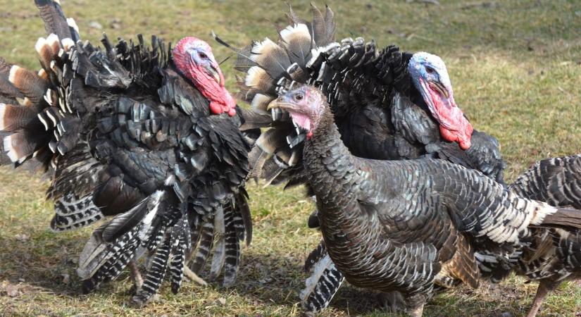 A magyar pulyka a vízözönt is túlélné – a koronavírust, az aszályt és a madárinfluenzát legyőzte