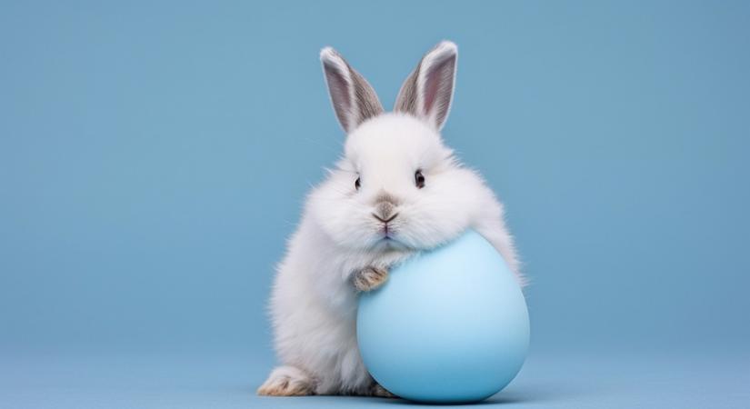 Ne ajándékozzunk élő állatot húsvétra sem!