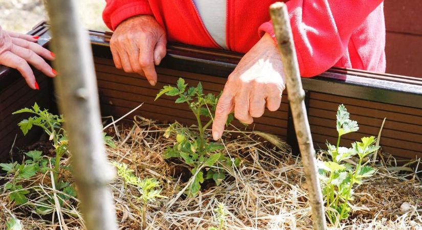 Borsót vetett egy sárándi nő, izgatás miatt zárták börtönbe