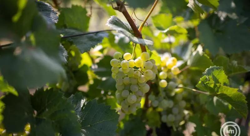 A szőlőkabóca visszaszorításának egyik kulcsa lehet a helyes metszési gyakorlat