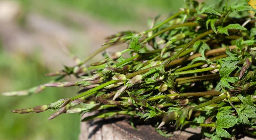 400 ezer forintot érő csemege a patakpartról: így gyűjtsd a komlóspárgát!