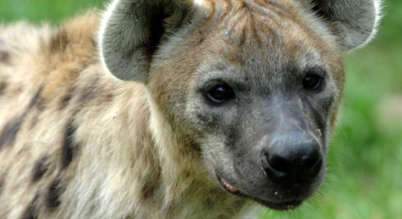 Meglágyult a rettegett ragadozó: így viselkedik egy cuki hiéna húsvétkor (videóval)