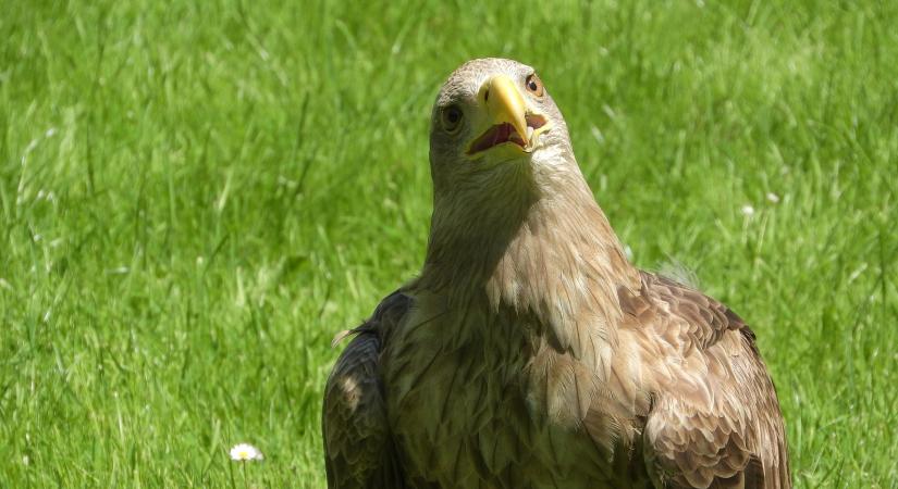 Fészek csere a Körös-Maros Nemzeti Parkban, parlagi saspár költözött rétisas otthonba
