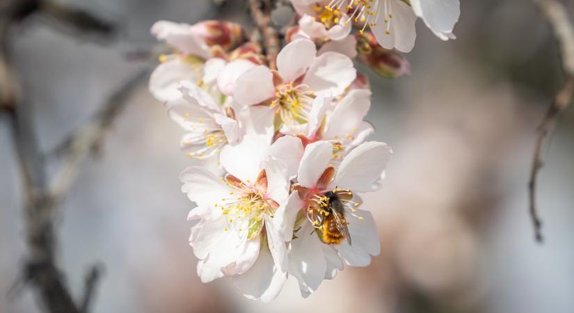 Időjárás: Végre berobban a tavasz húsvétra – de még nem lélegezhetünk fel teljesen