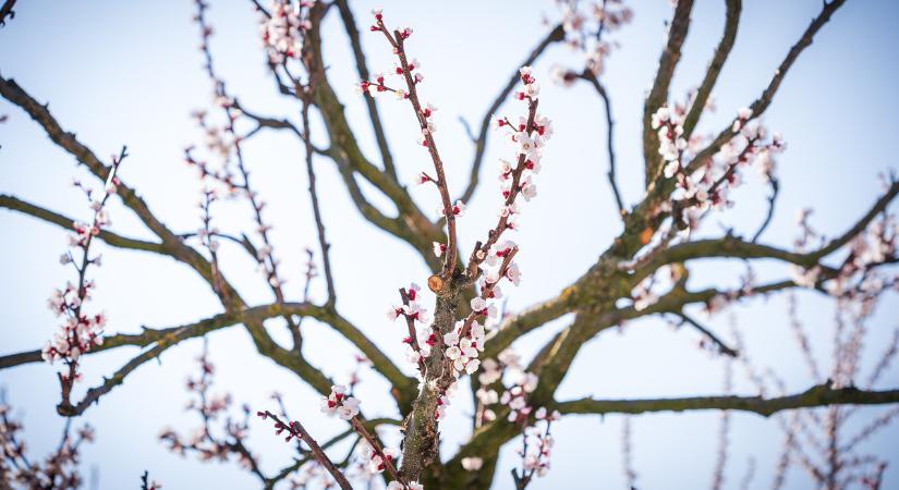 Agrometeorológia: optimális idő az őszi vetéseknek, fagy veszélyezteti a gyümölcsfákat