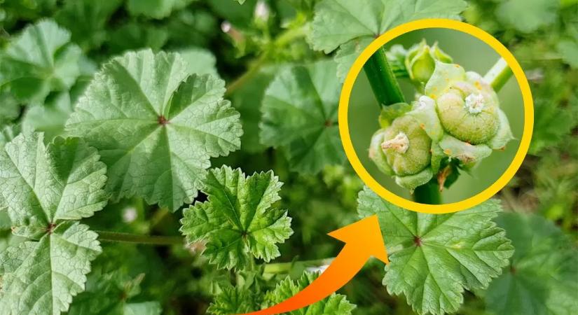 Mindenhol nő, de sok magyar fiatal mégsem tudja, mennyire egészséges ez a növény