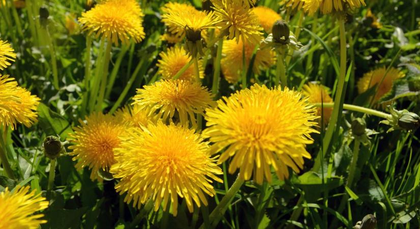 Csak pár hétig gyűjthető! Ne maradj le a legértékesebb tavaszi vitaminforrásokról