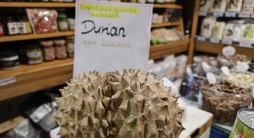 Kesztyűszaggató küzdelem: felvágták a világ legbüdösebb gyümölcsét Szegeden – erre senki sem számított