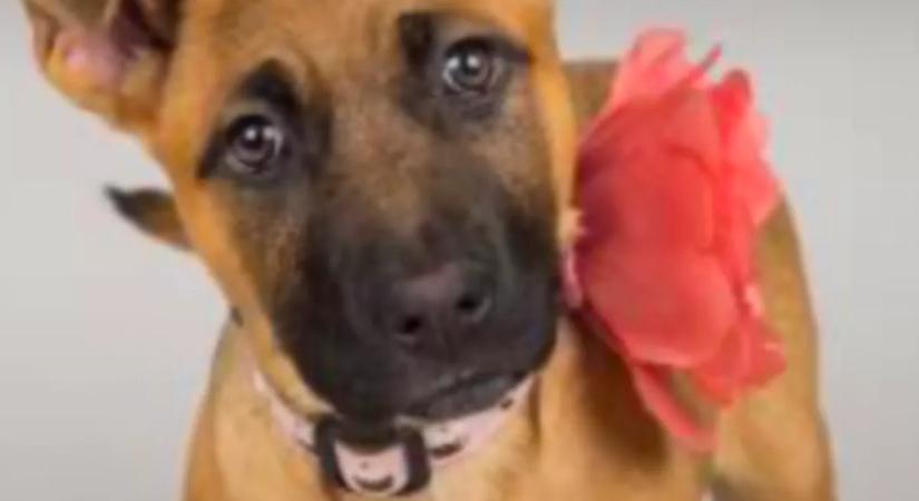 Hét év után viszi vissza a kutyát a család a menhelyre: az oka megdöbbentő