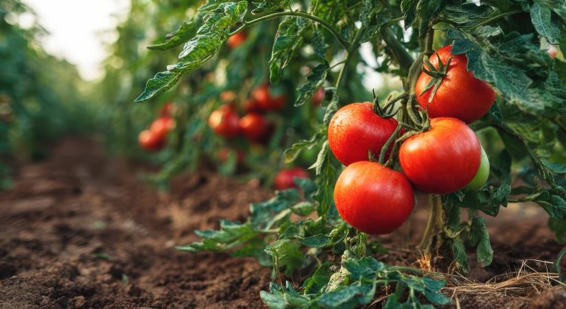 Paradicsomhegyek nőhetnek a kertben, ha ezt az egy trükköt nem felejti el