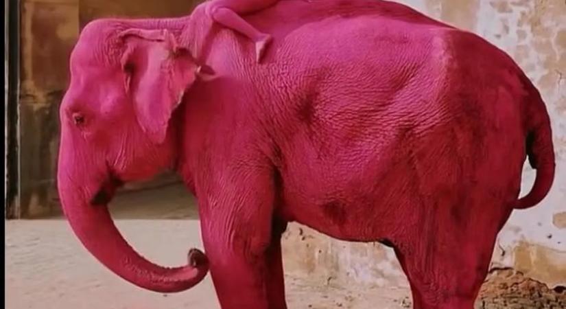 Rózsaszínre festette az elefántot – most a halálát kívánják a fotósnak