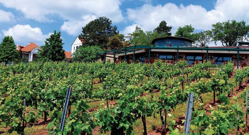 Az a borosgazda, akinek nem a saját völgye a legszebb, aki nem a saját borát tartja a legtöbbre, akár fel is hagyhat a mesterséggel!