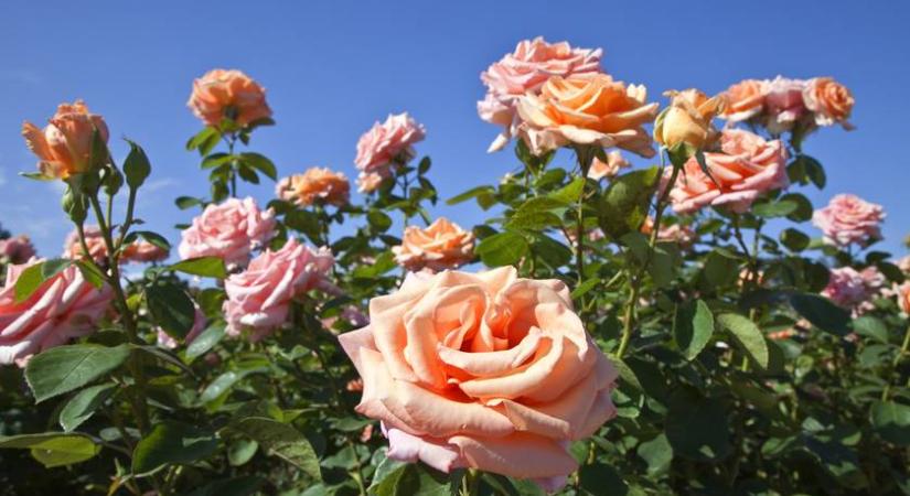 Most dől el, milyen lesz a rózsa nyáron: ezt kell tenned, hogy tele legyen virággal
