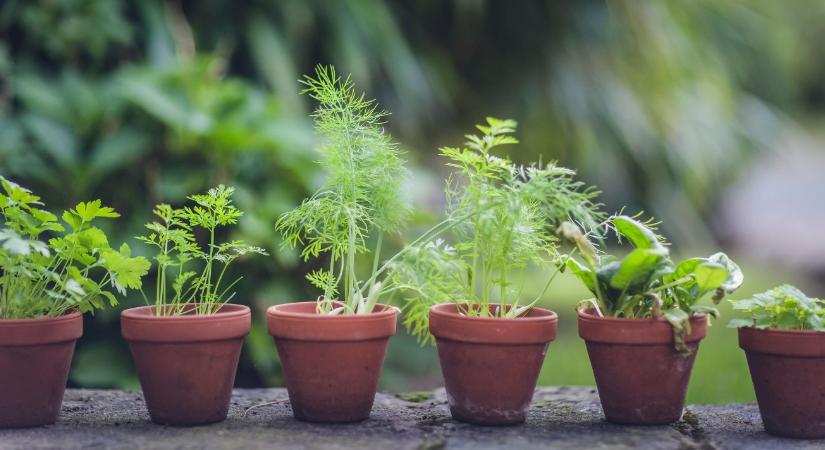 Most vagy soha: ezért ne várj májusig a fűszernövények vetésével!