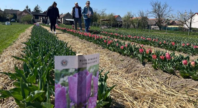 Megnyitott az Agyagosszergényi Tulipánkert - fotókkal