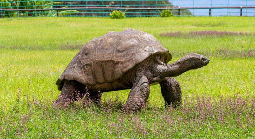 A világ legidősebb teknősét használták fel egy kriptovaluta-átverésre