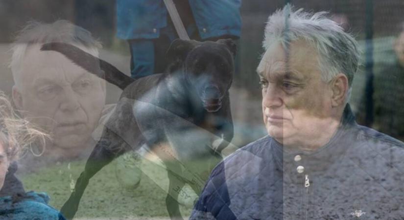 ‘Hello blökik’ újra újratöltve – Az ötlet és Orbán Viktor is öregszik….