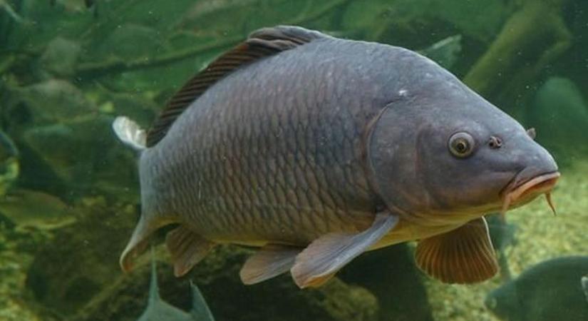 Egy kapitális példány: így akadt horogra a Balaton új sztárpontya