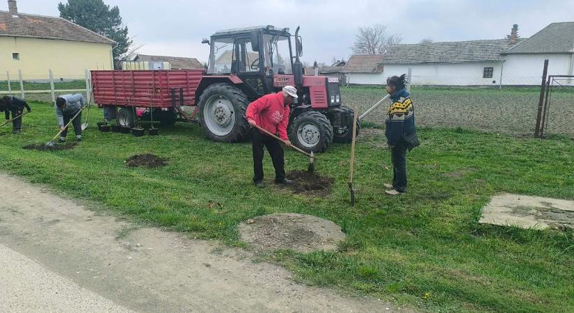 Nagyon megdolgoztatják a munkagépeket Tiszaszőlősön, de megéri: óriási fásítás zajlik