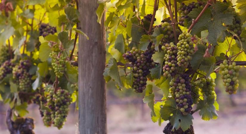 600 éves szőlőmagot találtak egy középkori kórház latrinájában Franciaországban